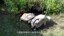 陆龟真是倒了血霉，居然碰上平头哥，再硬的壳也得给你撬开
