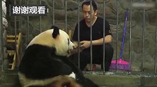 熊猫妈妈看到奶爸没带吃的过来, 马上转过身把娃儿抱得紧紧的！