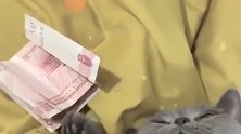 第一次见这么贪财的猫咪，被迫只能拿出秘密武器，这次屈服了吧！