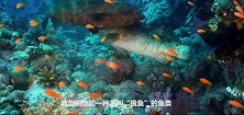 海洋界丑陋的狼鱼轻松吞下海胆，网友：不扎嘴吗镜头拍下过程
