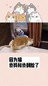 家里装修，只好把猫带去不喜欢小动物的我妈家了…小猫咪原来可以这么拽