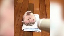 看着可爱的小刺猬，这傻乎乎的样子，真是有趣极了！