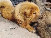 这是爱的凝视吗？一大一小两只藏獒之间亲密无间的兄弟情？