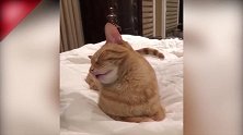 猫咪快睡着了，看着这迷糊的样子，真的有点好笑啊！