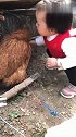 鸡：熊孩子你离我远点，我不想给你玩！