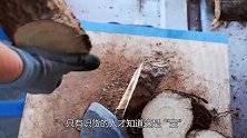 这年头“树根”也能吃大叔剁成块再榨汁，10元一杯，顾客天天抢