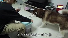 主人拿出一桶狗粮，骗二哈说最后一顿，把二哈吓得不敢下嘴！