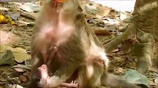 实拍：嘴巴吧唧的有劲，小猴子想喝奶哦
