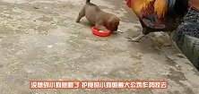 大公鸡抢狗崽子的饭，不料狗崽子“急眼了”镜头拍下搞笑一幕