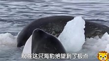 杀手虎鲸4，这哪是在捕杀，就是在戏耍，还用顶翻冰块，玩够再吃