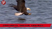 白鹭敢打老鹰的主意，试图抢夺食物，结果被老鹰反杀！