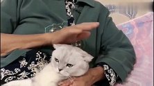 猫咪也懂得尊老爱幼，乖乖的让奶奶撸，一点脾气都没有
