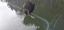 一只野猪被困在结冰的湖面上，下面别笑，镜头拍下全程