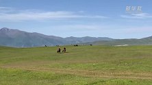 新疆巴音布鲁克：夏日的绿色海洋