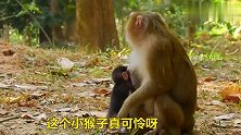 猴妈担心小猴子乱跑，抓着它尾巴，让它在身边