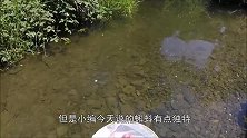这只蝌蚪全长25厘米，体型和鱼差不多，长大后太不合常理了