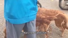 两条金毛骨瘦如柴，大爷实在养不起，无奈拉到狗市来卖掉！
