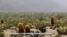 四百年没下过雨的沙漠，竟忽然开出遍地鲜花，为何会有如此奇迹