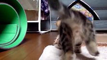 玩小玩偶的猫咪，这玩的开心的样子，真是好可爱！