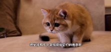 呆萌的小猫遇上憨憨的狗狗，小猫就负责卖萌，狗狗兴奋的不得了