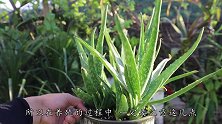 芦荟生长慢？花农支你几招，夏天长胖一大圈