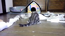 卧在卷纸上的猫咪，这萌萌哒的姿势，还真是有趣呢！
