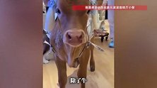 西安一“牛咖”走红！萌牛、狐狸随便撸！动物实行“轮休”
