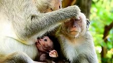 猴妈帮大猴抓虱子，小猴喝奶，一家三口真是和谐的生活！