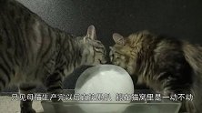 猫妈妈生崽后累坏了，猫爸过来将它紧紧拥入怀中，太有爱了！