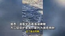 男子从青海湖抓濒危湟鱼给孩子玩：不听劝阻，鱼挣脱后翻肚皮