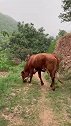 老黄牛和老人，两耳不闻山外事，自在闲游山野中