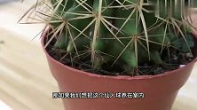 室内养仙人球容易腐烂，其实做好这几点，不单不会腐烂，还能开花