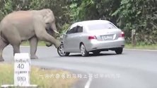 开车去动物园会发生什么跟着镜头感受一下惊险瞬间
