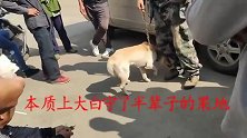 29斤比特犬VS43斤中华田园犬，镜头记录全过程