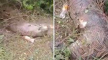 泰国：一条4点5米长的蟒蛇吞下整头牛，肚子被撑爆死亡