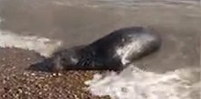 英国：海滩一头濒死的海豹被人扔石头，几小时后死亡