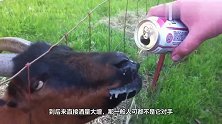“不走寻常路”的山羊，又吃肉又喝酒，还会耍酒疯