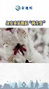 陕西 哇！延安吴起飘起“桃花雪”