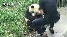 熊猫：羡慕吗，我有个这么宠我的奶爸，这就是国宝的待遇！