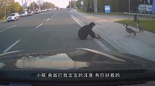 加拿大鹅究竟有多凶猛男子回家被大鹅拦住，下一秒悲剧了