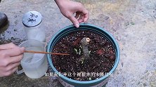 春季养木槿花，这2个“动作”不可偷懒，才能护根护芽，开花更多