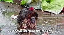 父爱大如山！公鸡照顾小鸡宝宝，累了就要背背，太暖了