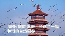 蓬莱美景！数千只海鸥逐浪展翅，与周边建筑形成了一道独特的风景