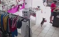 巴西一只小狗溜进商店偷走毛绒玩具