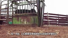 天真的奶牛只感到屁股一凉，还没反应过来，号码已经印了上去