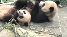 熊猫：说好的情分呢？为了根竹子敢跟熊家作对