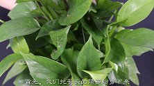 我家从来不买绿萝，这样做30天就得10大盆，净化空气非常好