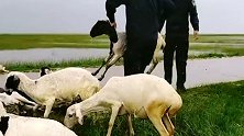 山洪致1000多只羊被困，民警涮羊肉式救羊