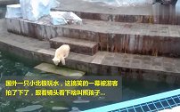 实拍小北极熊玩水，10秒过后，你就知啥叫熊孩子！
