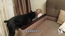 一岁半萌宝和凶猛的卡斯罗犬抢玩具，网友：初生牛犊不怕虎